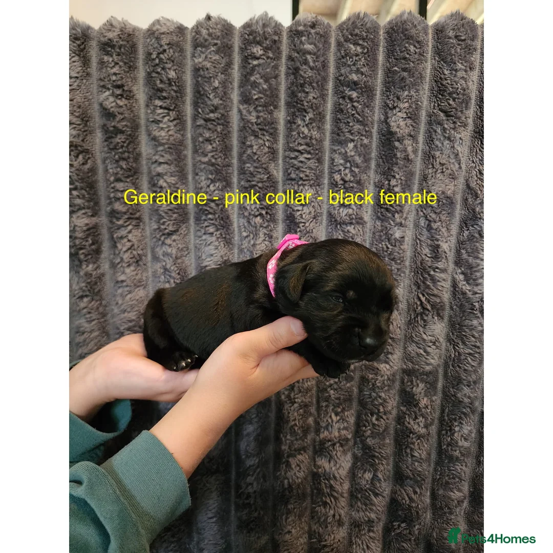 Labrador Retriever dogs for sale: Labrador retriever puppies for sale  - Advert 2