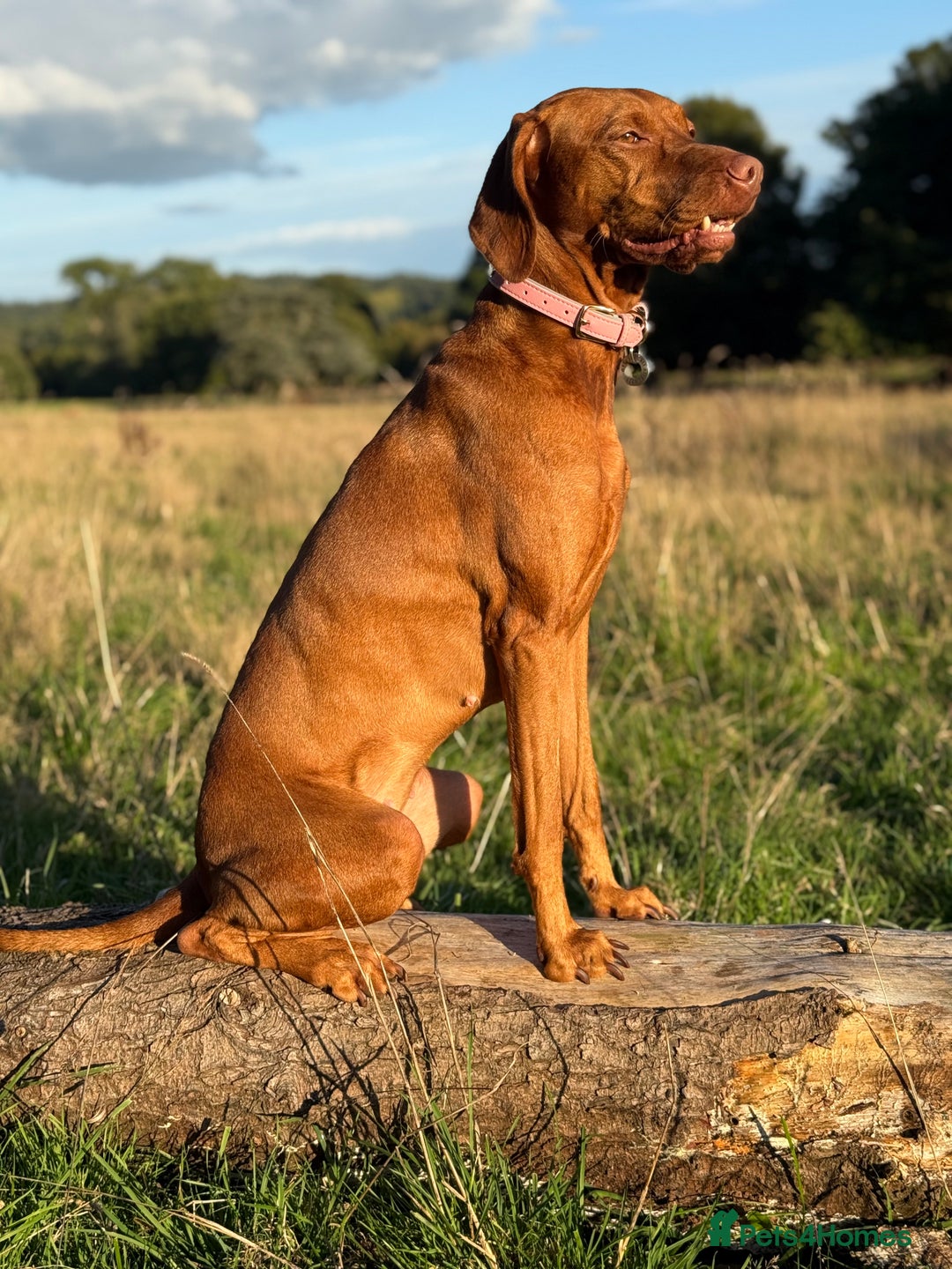Hungarian Vizsla dogs for sale: Hungarian Vizsla Puppies - Outstanding Pedigree  - Advert 8