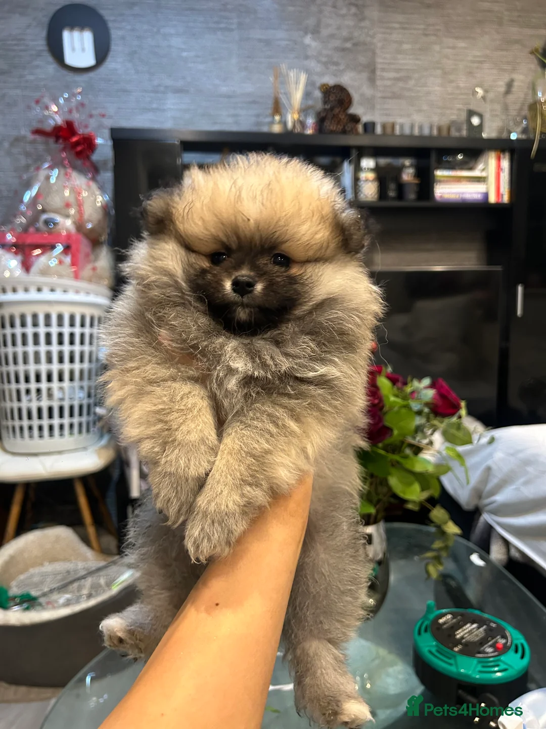 Pomeranian dogs for sale: 2 Pomeranian girls ready now  - Advert 7