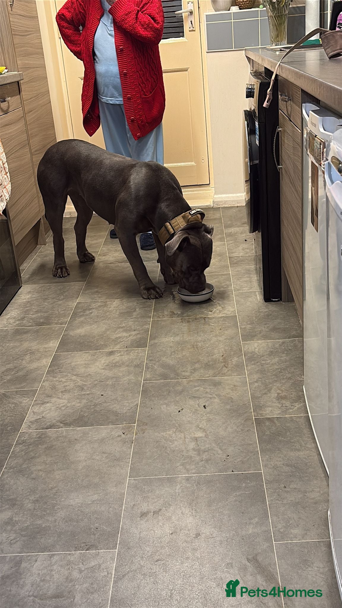 Cane Corso dogs Free female cane corso - Advert 1