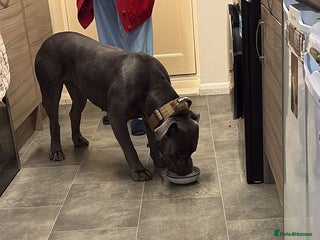 Cane Corso dogs Free female cane corso - Advert 1