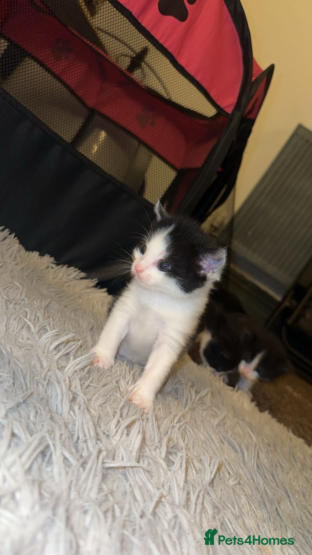Mixed Breed cats for sale: Loveable Kittens - Advert 7