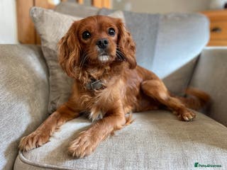 Cavapoo dogs Cavapoo available for stud - Advert 1