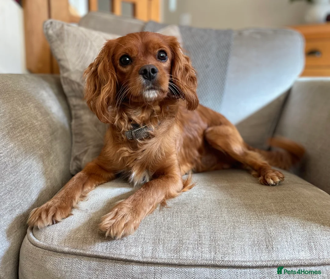 Cavapoo dogs for stud: Cavapoo available for stud  - Advert 1