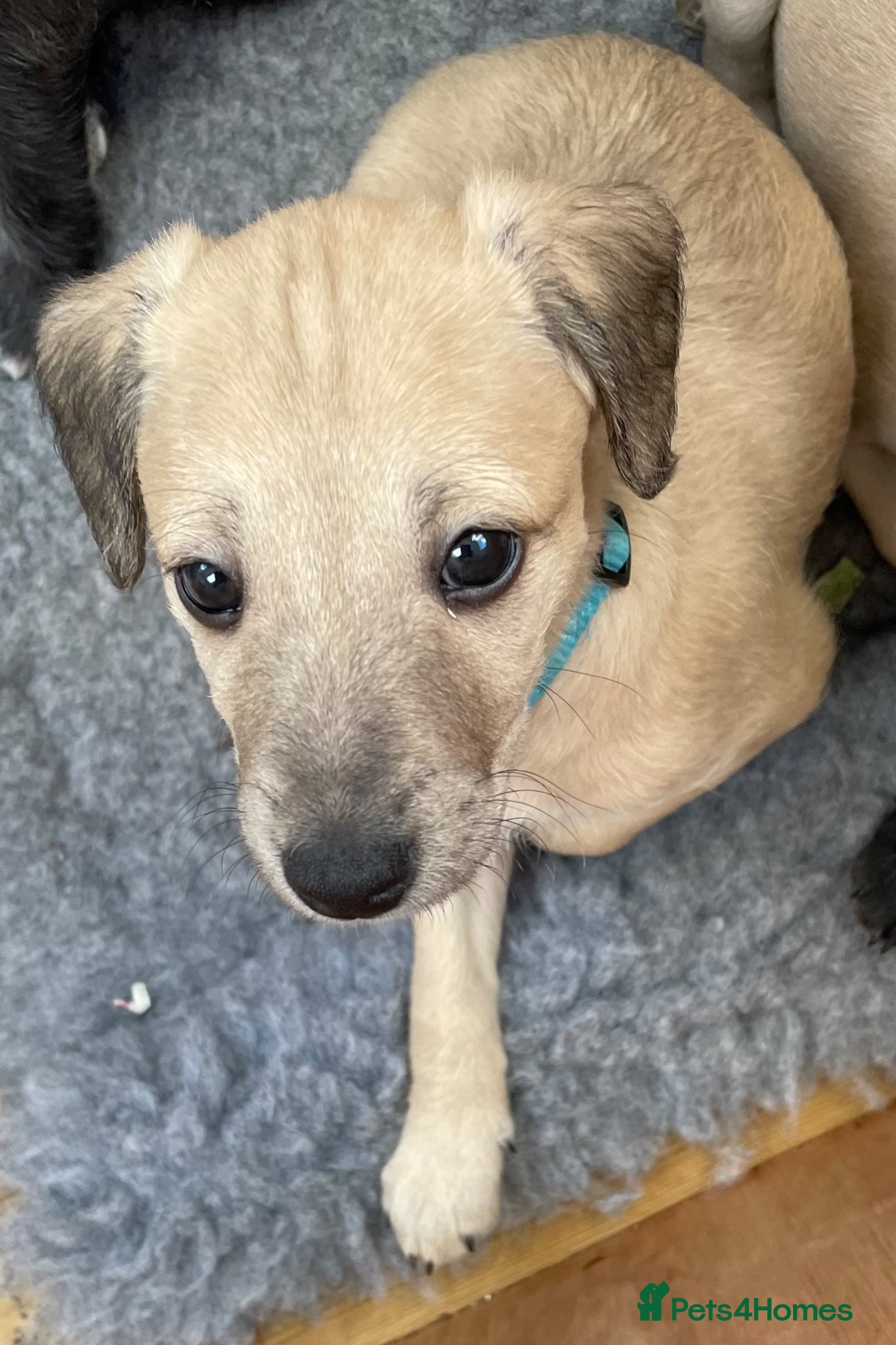 Mixed Breed dogs F1 Bedlington /Whippet  puppy - Advert 1