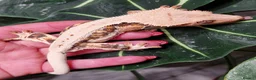 Gecko reptiles for sale: Lily white crested gecko male - Advert 6