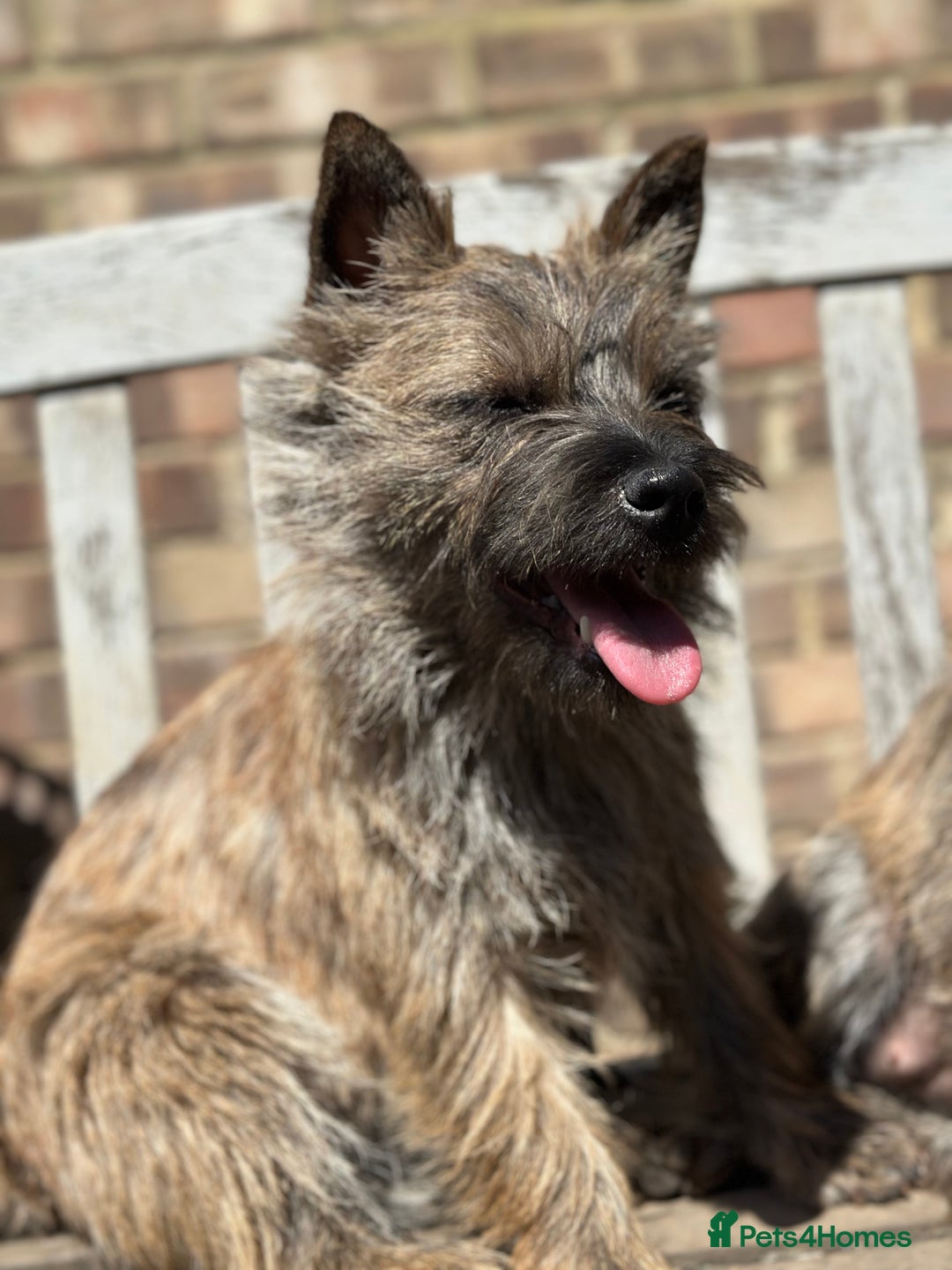 Mixed Breed dogs for sale: Cairn looking for new home - Advert 1