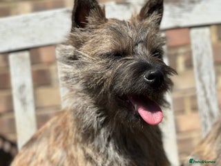 Mixed Breed dogs for sale: Cairn looking for new home - Advert 2