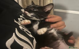 Mixed Breed cats for sale: Beautiful kittens  - Image 6