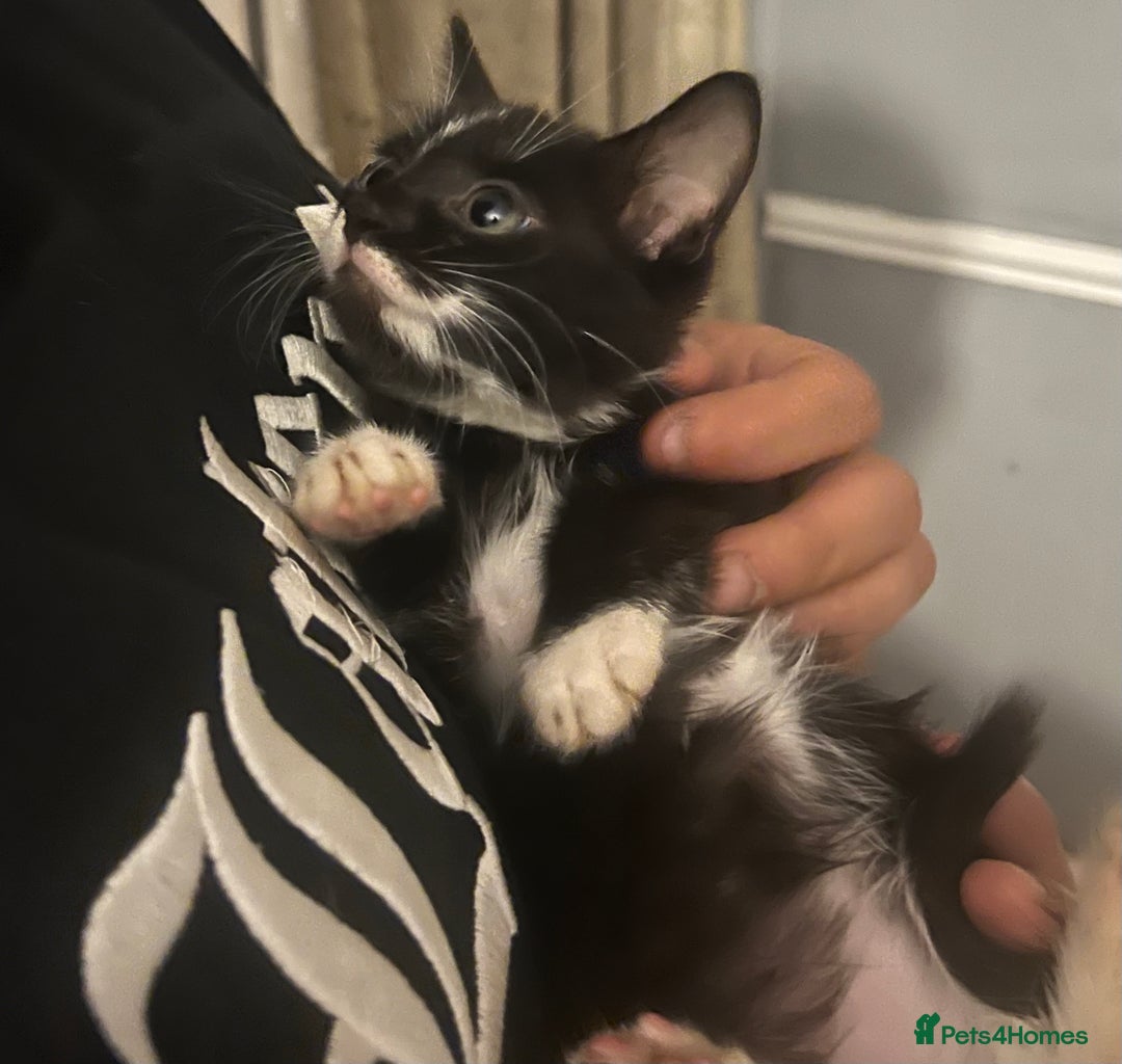 Mixed Breed cats for sale: Beautiful kittens  - Image 6