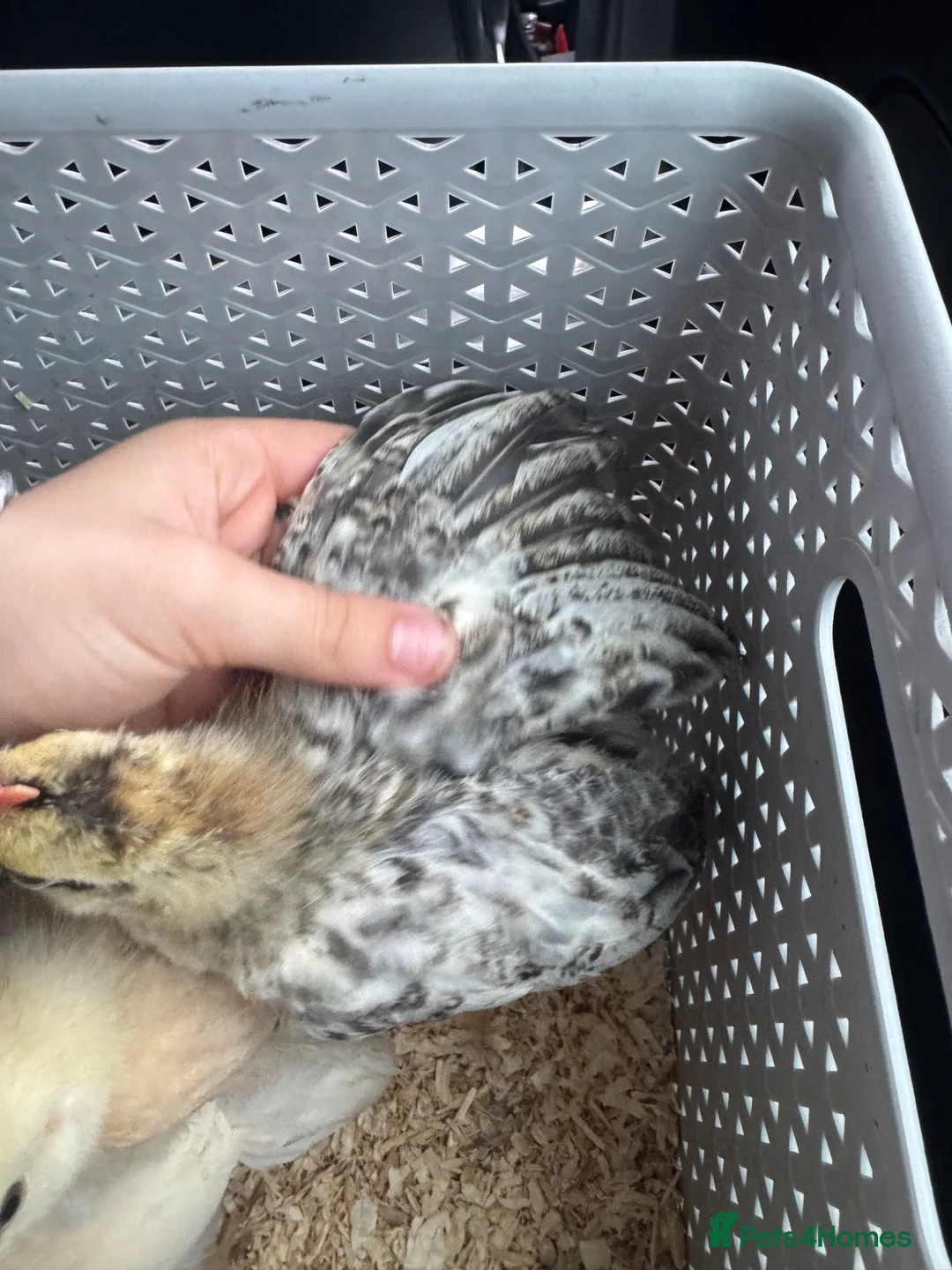 Chickens poultry for sale: Cream crested legbar + Brahma chicks READY NOW !! - Advert 7