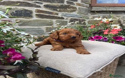 Cockapoo dogs for sale: Beautiful Toy F1 Cockapoo Puppies for sale - Image 1