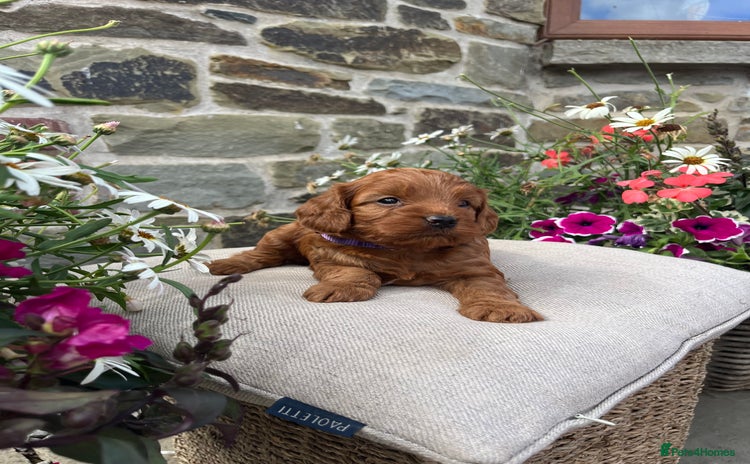 Cockapoo dogs - Advert 4