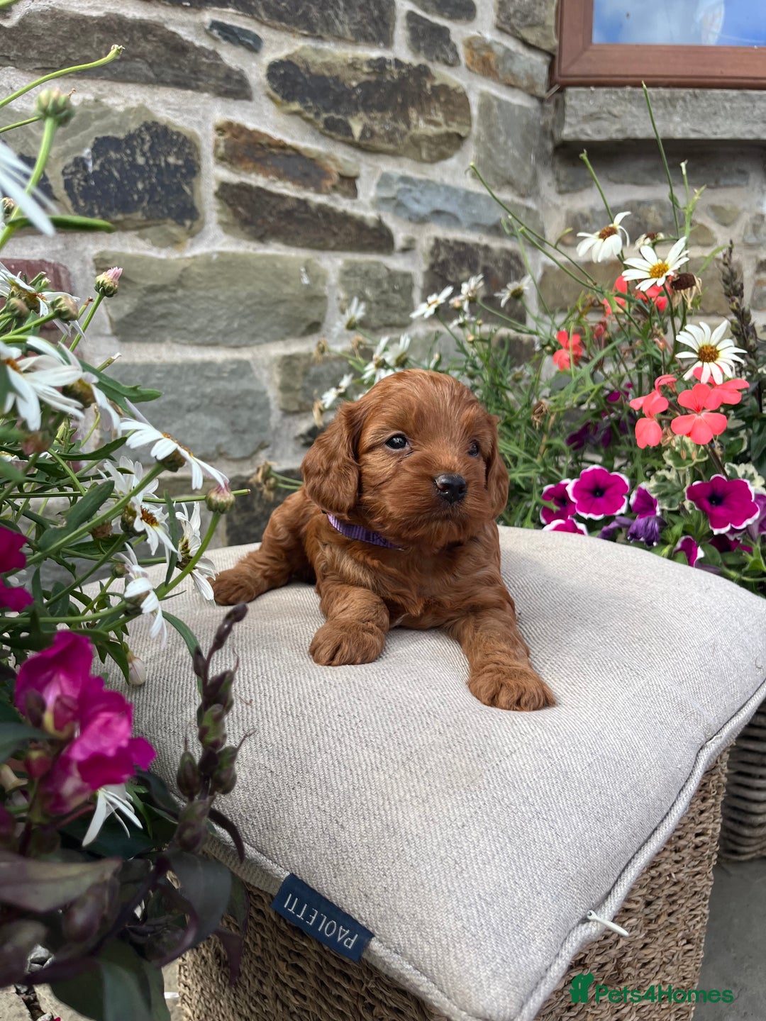 Cockapoo dogs for sale: Beautiful Toy F1 Cockapoo Puppies for sale - Image 1