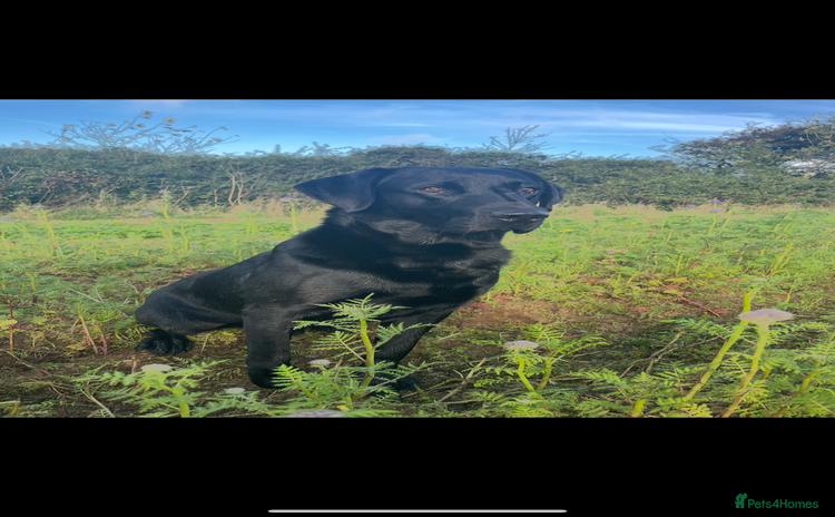 Labrador Retriever dogs - Advert 1