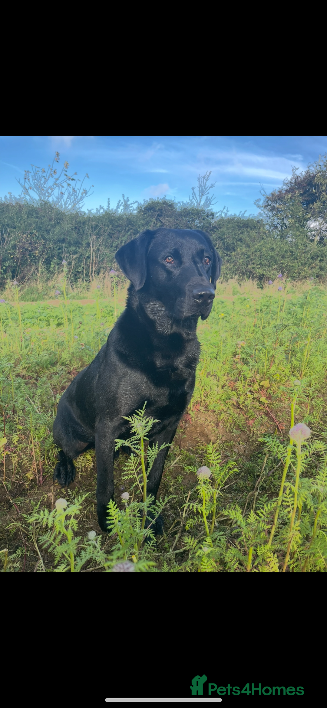 Labrador Retriever dogs for stud: PROVEN Black working lab STUD - Image 1