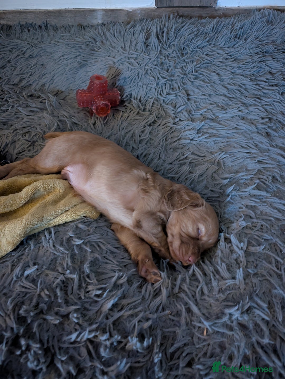 Cocker Spaniel dogs for sale: Golden cocker spaniel - Image 15