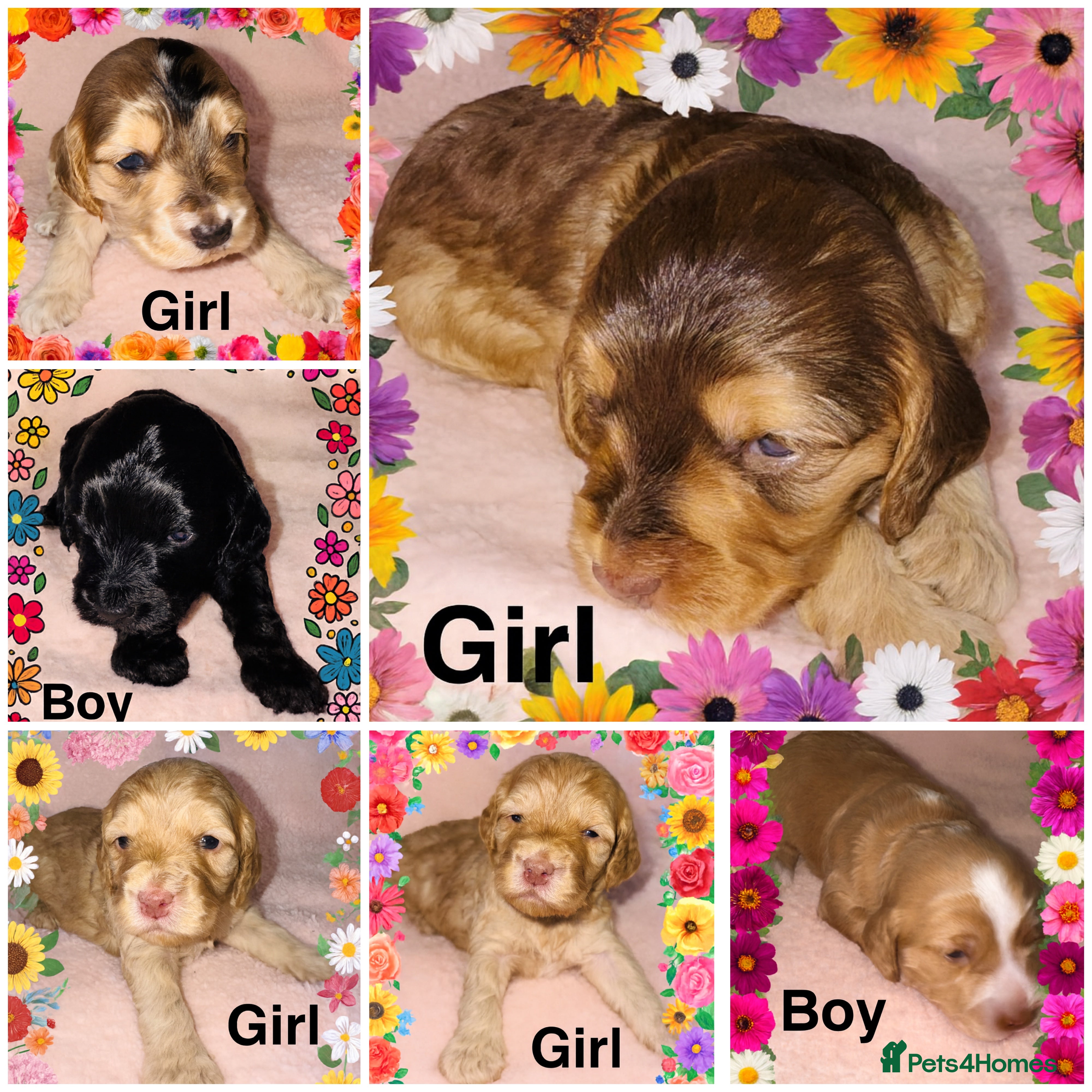 Cockapoo dogs ❤️DNA Tested Rare Sable Cockapoos, Ready 5th Feb  - Advert 2