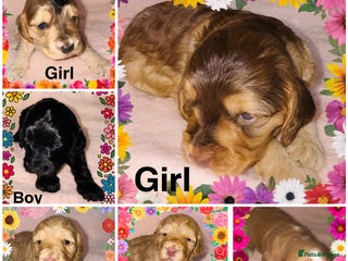 Cockapoo dogs ❤️DNA Tested Rare Sable Cockapoos, Ready 5th Feb - Advert 1