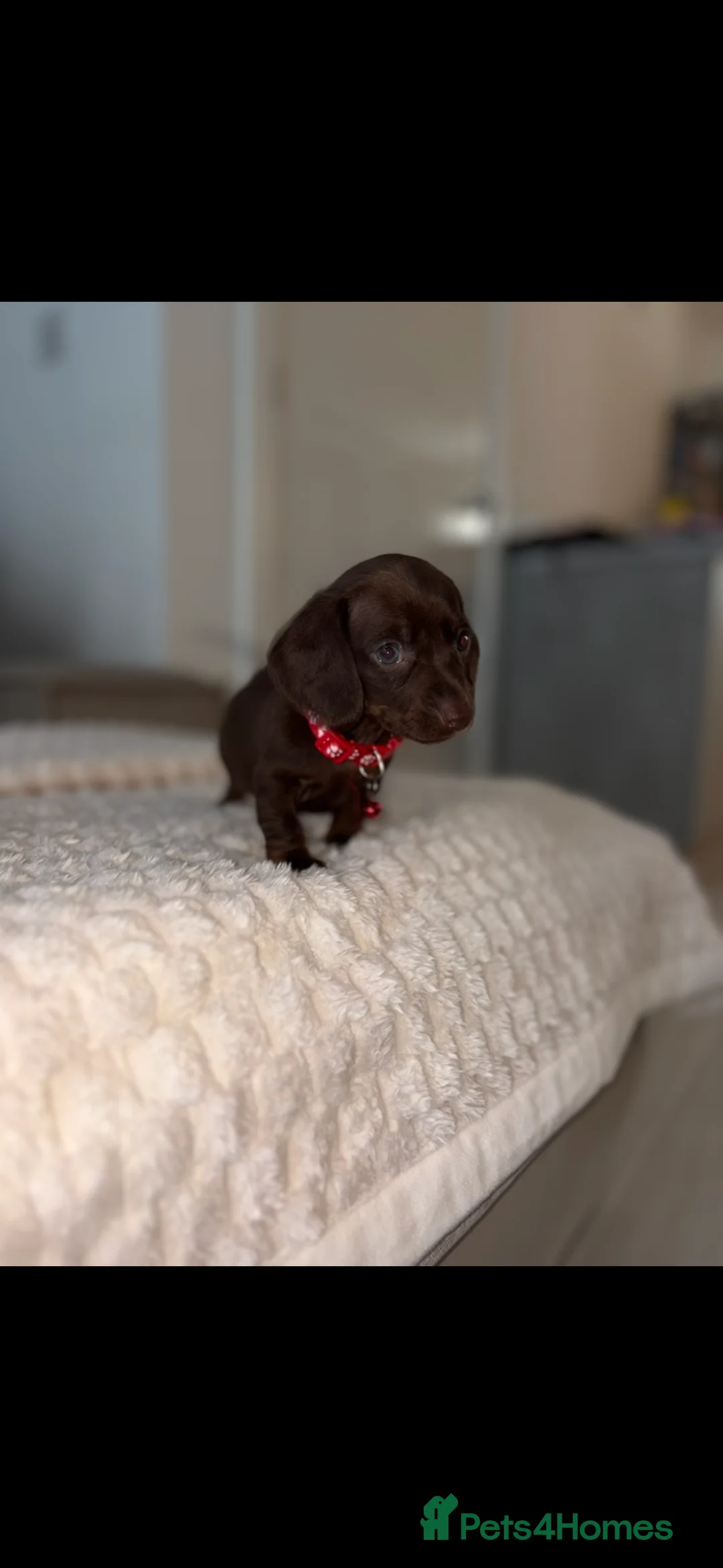 Dachshund dogs for sale: 3 left***Choc/Tan/Dapple Sausage Babies  - Advert 1