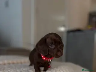 Dachshund dogs 3 left***Choc/Tan/Dapple Sausage Babies - Advert 7