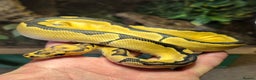 Python Snake reptiles for sale: Various baby Royal Pythons for sale  - Advert 2