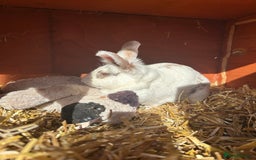 Mixed Breed rabbits for sale: 2 female rabbits  - Image 2