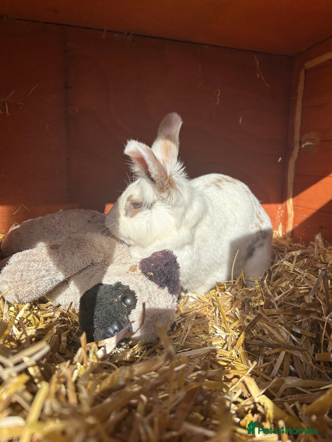 Mixed Breed rabbits for sale: 2 female rabbits  - Image 2