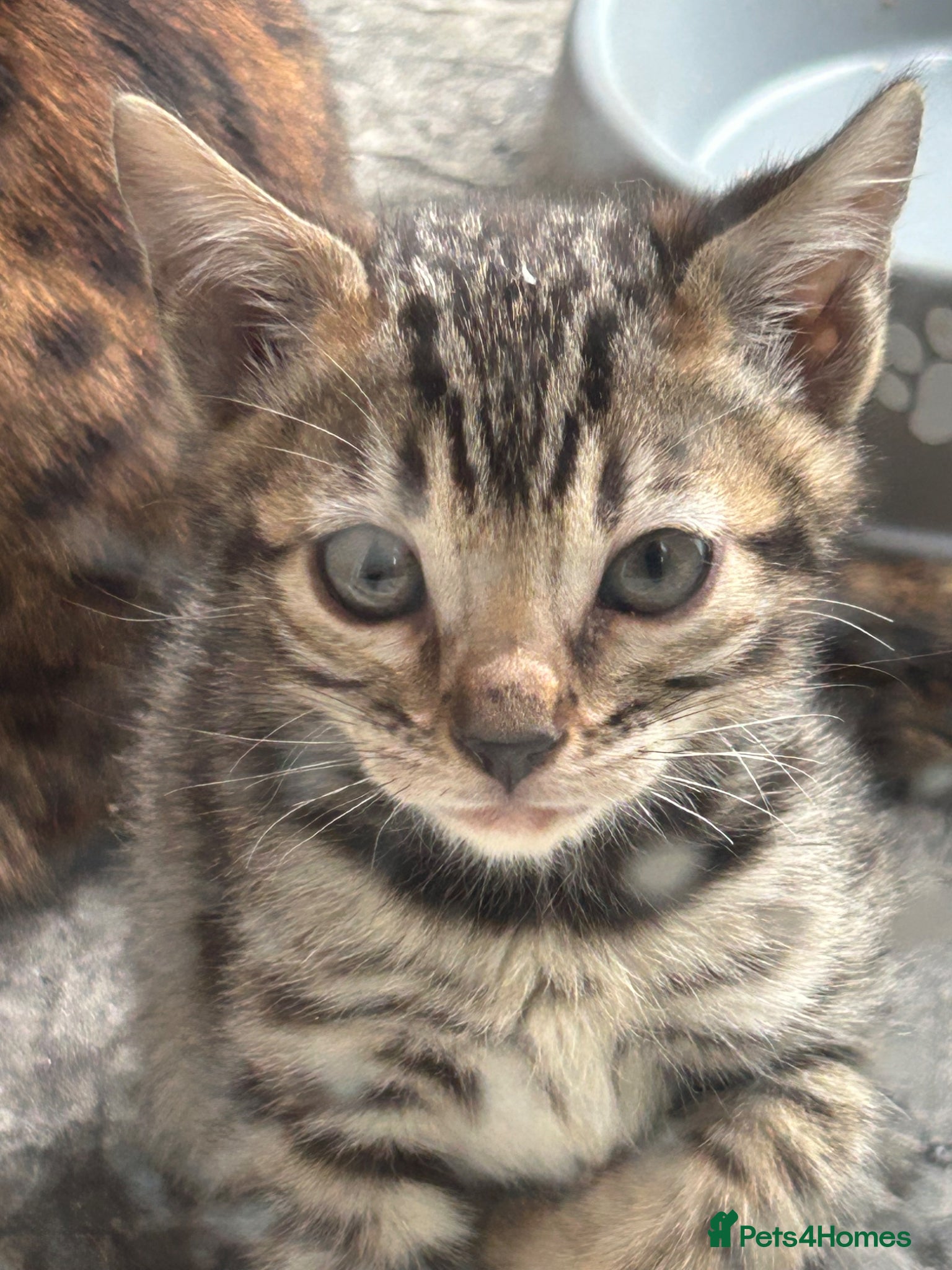 Bengal cats Pure Bengal kittens - Advert 13