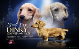 Miniature Dachshund dogs for sale: Gorgeous LH mini Dachshunds KC Reg ⭐️⭐️⭐️⭐️⭐️ - Image 7