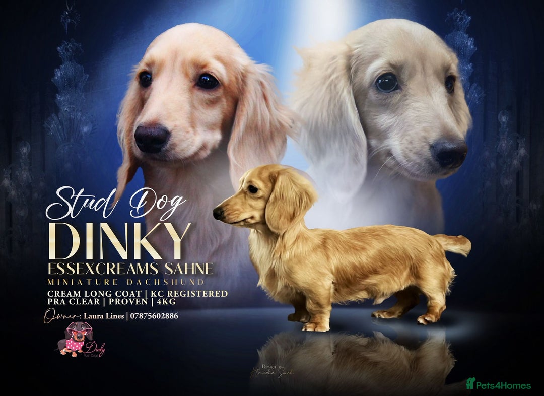 Miniature Dachshund dogs for sale: Gorgeous LH mini Dachshunds KC Reg ⭐️⭐️⭐️⭐️⭐️ - Image 7