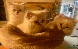 Siberian cats for sale: x5 Adorable Pure Siberian Kittens to re-home😻 - Image 7