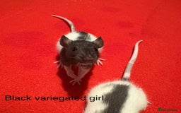 Rat rodents for sale: Baby hooded/variegated/dumbo fancy rats 🩶 - Image 8