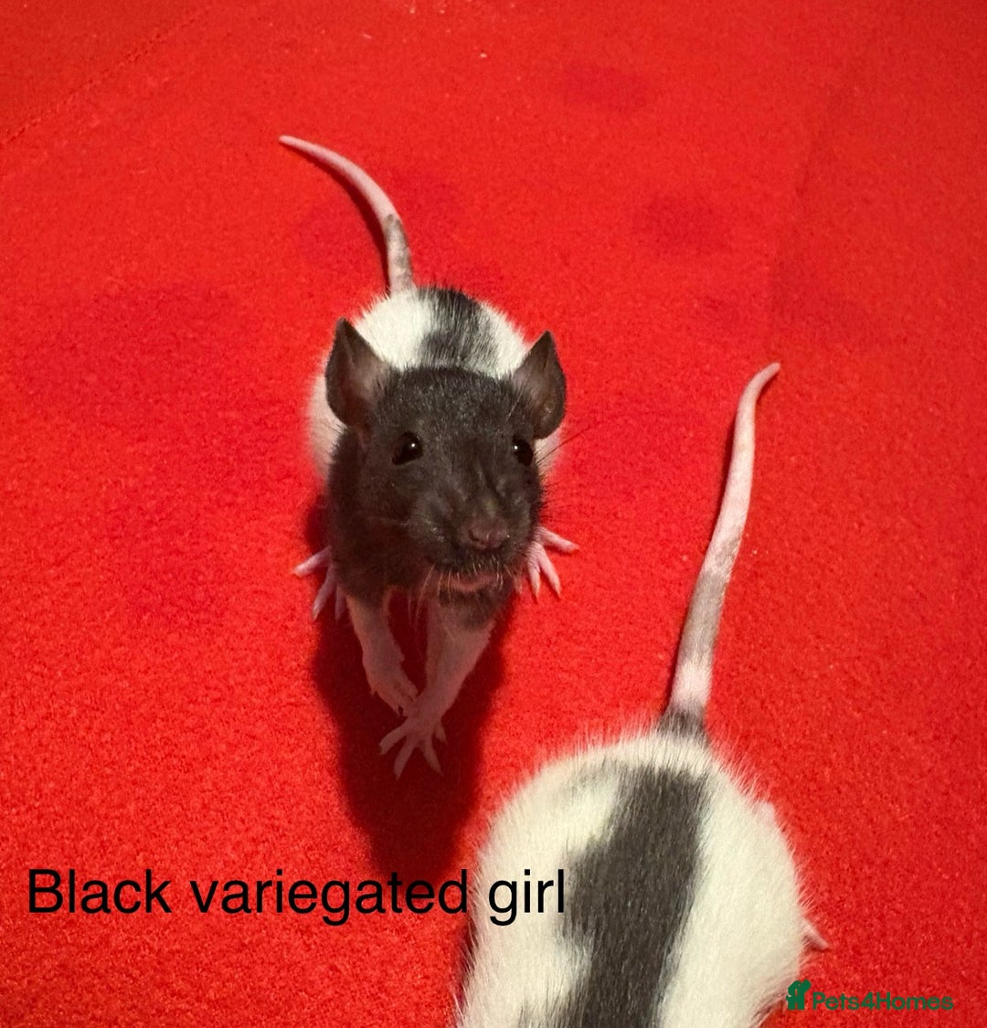 Rat rodents for sale: Baby hooded/variegated/dumbo fancy rats 🩶 - Image 8