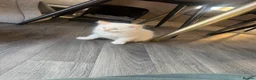 Ragdoll cats for sale: Ragdoll × Maine Coon Kittens for Sale flame point - Advert 6