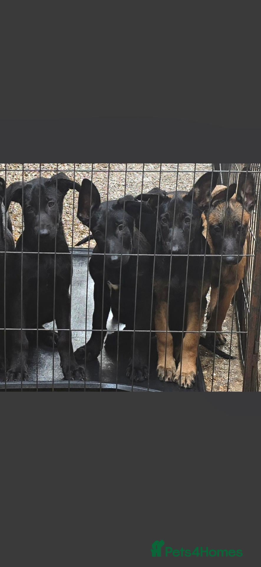 Belgian Shepherd Dog dogs Belgian malinois puppies KNVP working lines - Advert 6