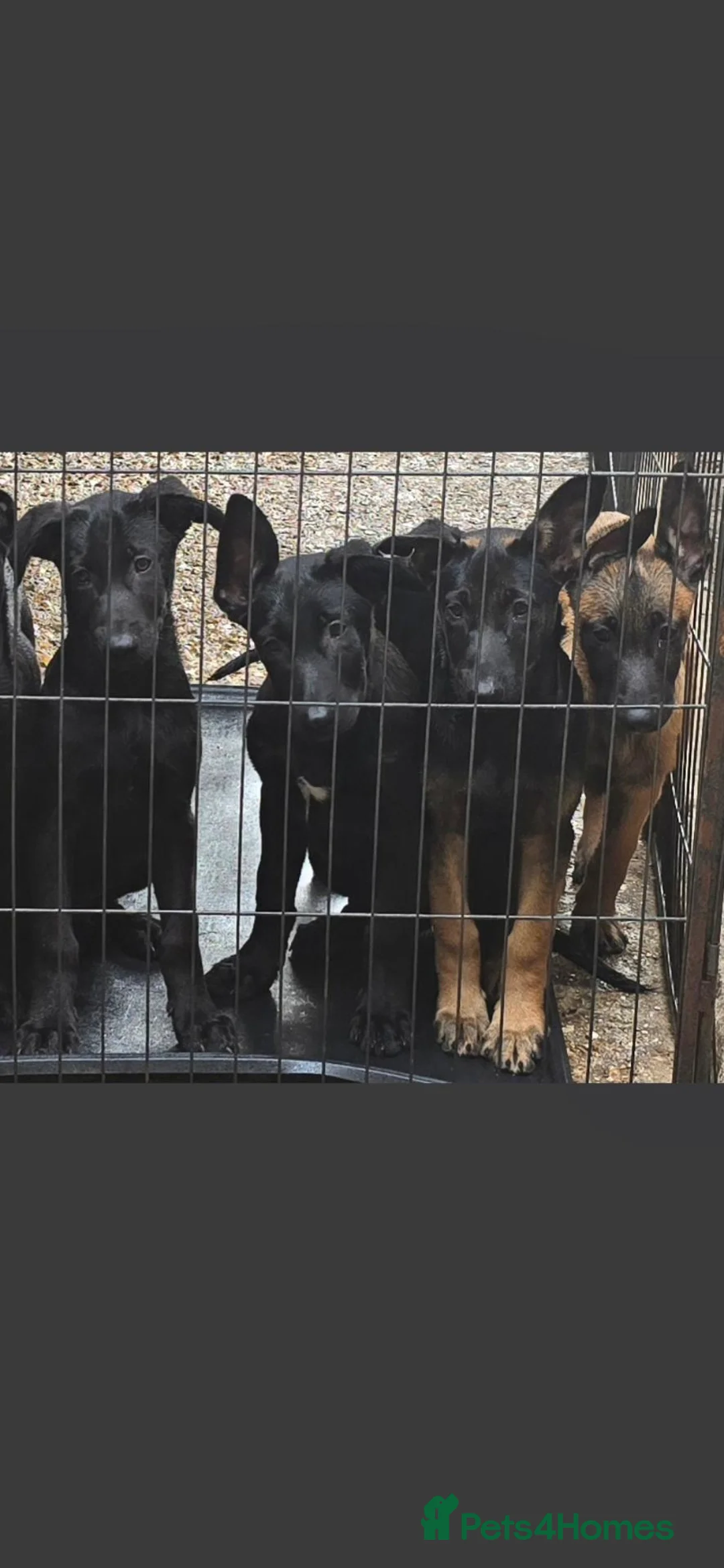 Belgian Shepherd Dog dogs for sale: Belgian malinois puppies KNVP working lines - Advert 1