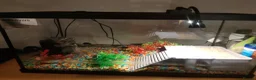 Terrapin reptiles for sale: 2 X sliders  in Birmingham - Advert 1
