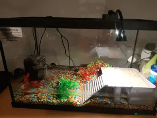 Terrapin reptiles 2 X sliders - Advert 1