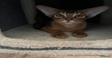 Abyssinian cats in Northwood - Advert 4