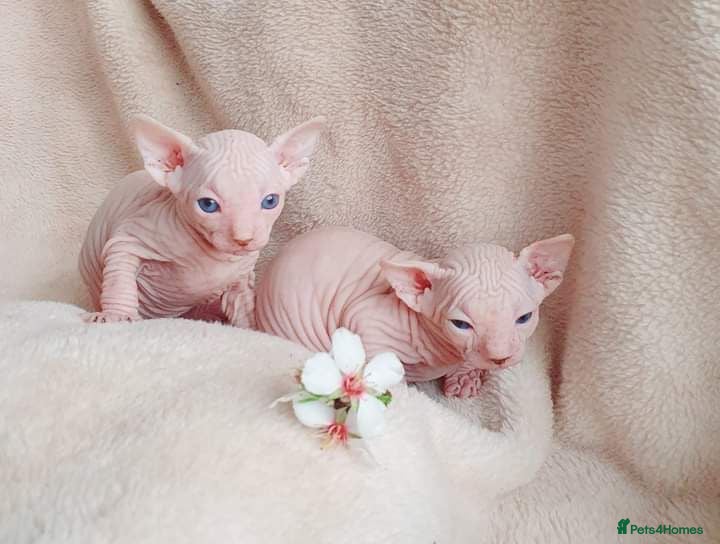 Sphynx cats Odd eyed gene Blue eyes  shpynx cream pink  - Advert 2