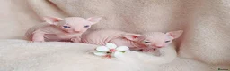 Sphynx cats for stud: Odd eyed gene Blue eyes  shpynx cream pink  - Advert 2