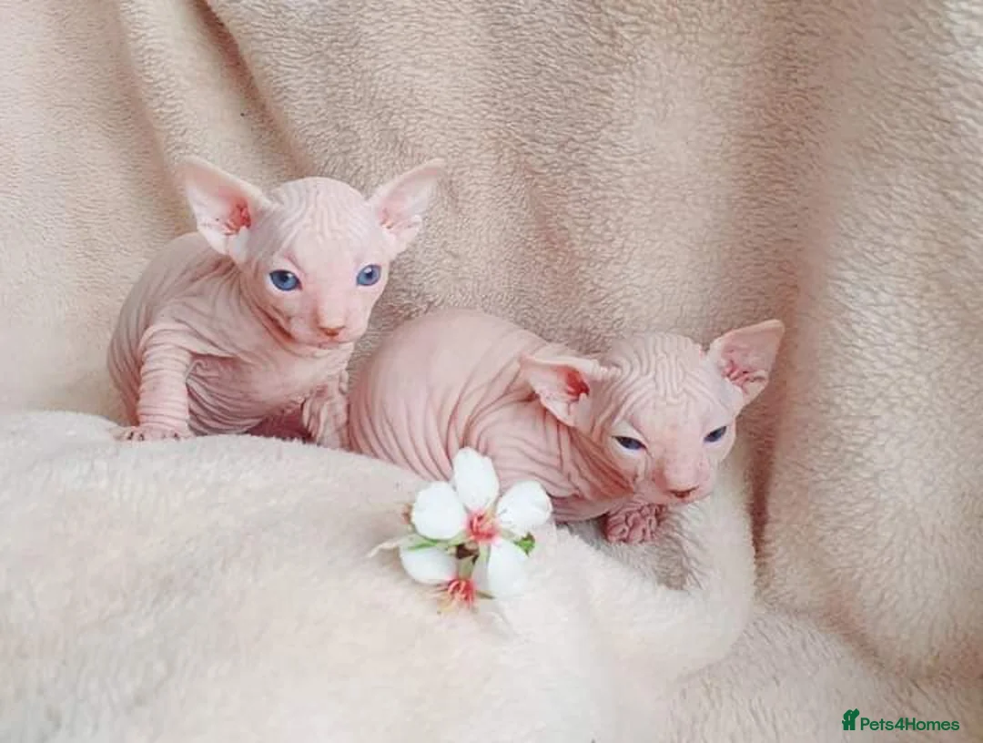 Sphynx cats for stud: Odd eyed gene Blue eyes  shpynx cream pink  - Advert 2
