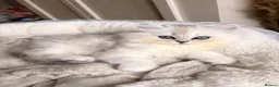 British Longhair cats for sale: British Shorthair/Persian chinchilla kittens  - Advert 5