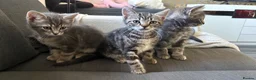 Mixed Breed cats for sale: 2 kittens ready  - Advert 4