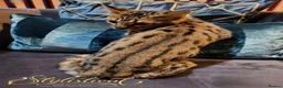 Savannah cats for sale: Proven stud and Young adult F3 female on active re - Advert 12