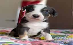 Mixed Breed dogs for sale: Collie bull greyhound puppies - Image 7