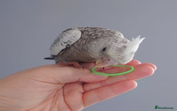 Cockatiels birds for sale: Hand reared silly tame DNA sexed baby cockatiels  - Image 21