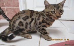 Bengal cats for sale: pedigree male bengals - Image 23