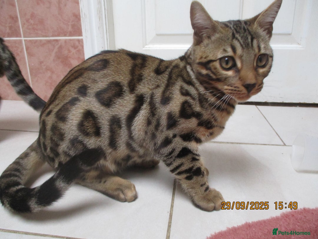 Bengal cats for sale: pedigree male bengals - Image 23